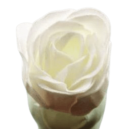 Rose de bain blanche