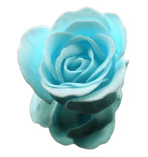 Rose de bain bleu ciel